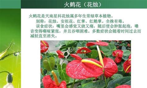 代表女性的花|代表女性的植物（探寻女性美的真谛）